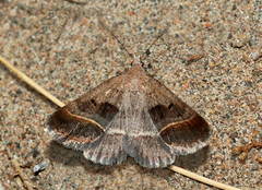 Acantholipes regularis