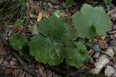 Phytomyza cortusifolii