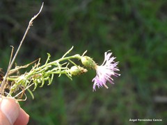 Centaurea aristata