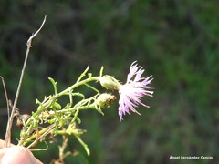 Centaurea aristata
