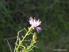 Centaurea aristata