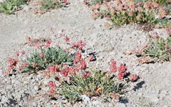 Astragalus pseudonobilis