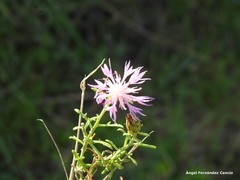 Centaurea aristata