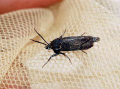 Brachodes