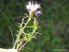 Centaurea aristata