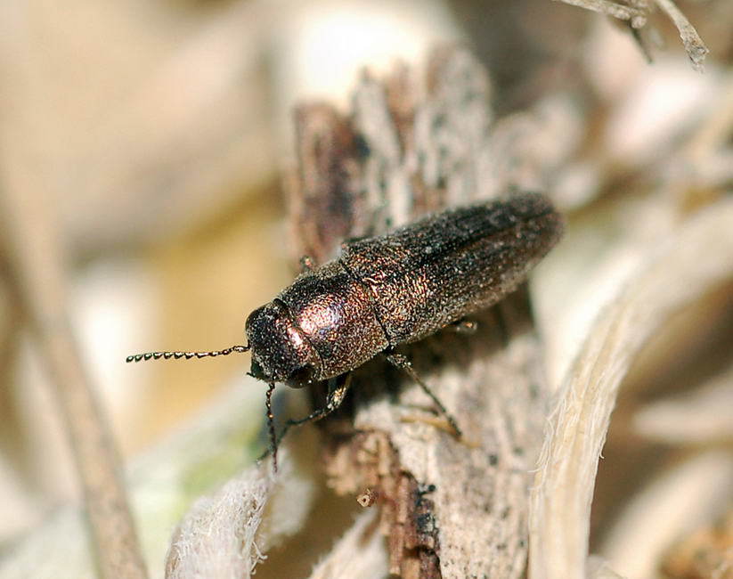 Sphenoptera substriata