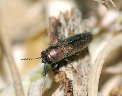 Sphenoptera substriata