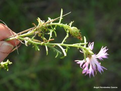 Centaurea aristata