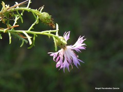 Centaurea aristata