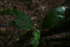 Persea indica