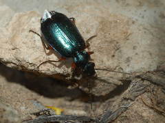 Lebia festiva