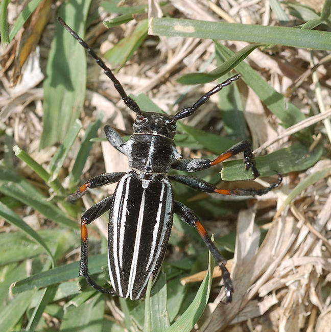 Dorcadion ganglbaueri