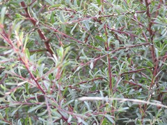 Rhamnus lycioides