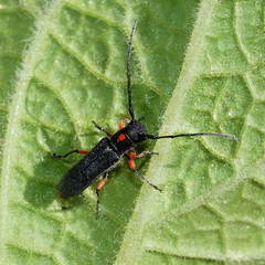 Phytoecia virgula