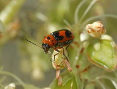 Cryptocephalus arnoldii