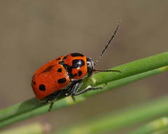 Cryptocephalus sarafschanensis