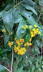 Otopappus tequilanus