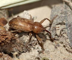 Rodotymus dentimanus