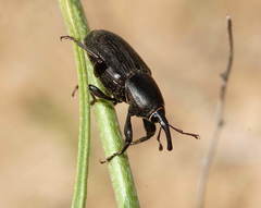 Sphenophorus striatopunctatus
