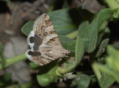 Drasteria flexuosa