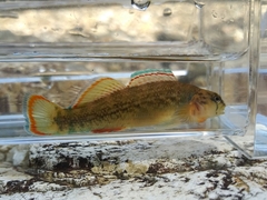 Etheostoma radiosum