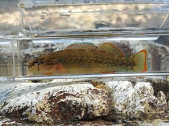 Etheostoma radiosum