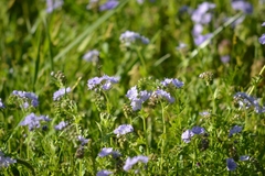 Phacelia hirsuta