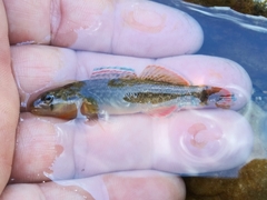 Etheostoma radiosum