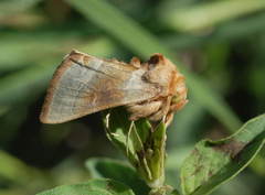 Euchalcia aranka