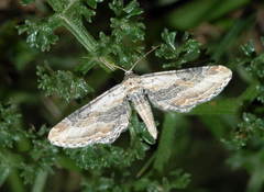 Eupithecia accurata