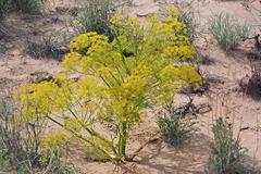 Ferula varia