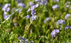 Phacelia hirsuta