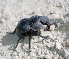Lethrus scoparius