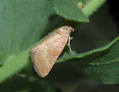 Hadjina beata