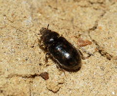 Heterocerus obsoletus