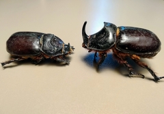 Oryctes nasicornis
