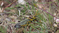 Taeniopoda tamaulipensis