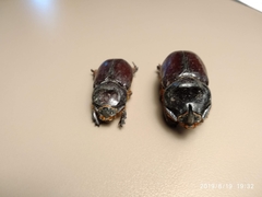 Oryctes nasicornis