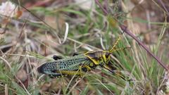 Taeniopoda tamaulipensis