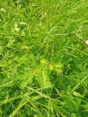 Phyllanthus urinaria