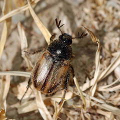 Micropertha variabilis