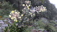 Berberis pallida