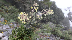 Berberis pallida