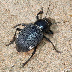 Trigonoscelis nodosa