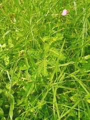 Phyllanthus urinaria