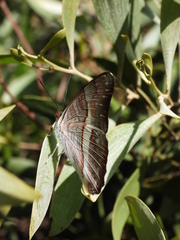 Adelpha corcyra corcyra