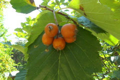 Karpatiosorbus latifolia