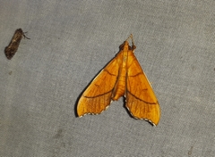 Anarmodia