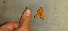 Anarmodia