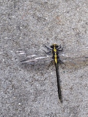 Octogomphus specularis